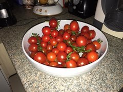 Tomates-Cerise 1 plant, à 1/4 de développement, 2,5 kilos Maybe 10 kilos à 4 sur 4