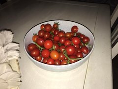 Tomates-Cerise 1 plant, à 1/4 de développement, 2,5 kilos Maybe 10 kilos à 4 sur 4