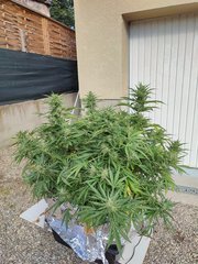 56j