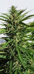 10/20% ambrés 56 j