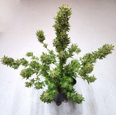 Pied2 60j pot 12 l auto Runtz Sweet seeds