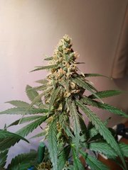 IMG_20220825_194004.jpg