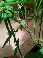 IMG_20220825_194738.jpg