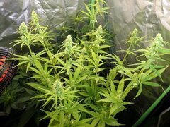 Papa Querkle f2 (triploïde)