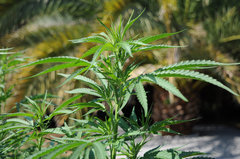 ananas funk outdoor 2022