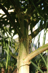 ananas funk outdoor 2022
