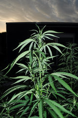 ananas funk outdoor 2022