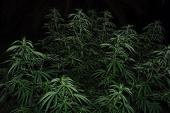 ananas funk outdoor 2022