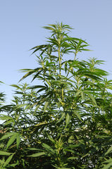ananas funk outdoor 2022