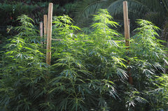 ananas funk outdoor 2022