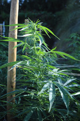 ananas funk outdoor 2022