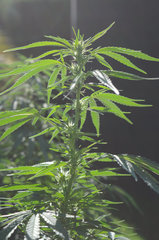 ananas funk outdoor 2022