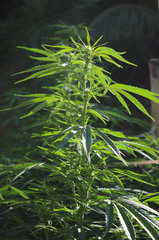 ananas funk outdoor 2022