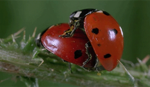 1820402371_sexcoccinelle.gif.b630e08569809135c4d9c8ff07334903.gif