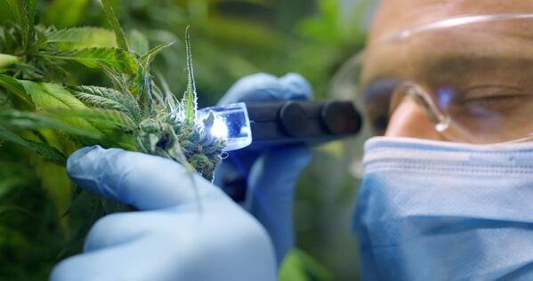 2066869167_Cannabis1.jpg.c876303f7700acf522500fd543a928d3.jpg