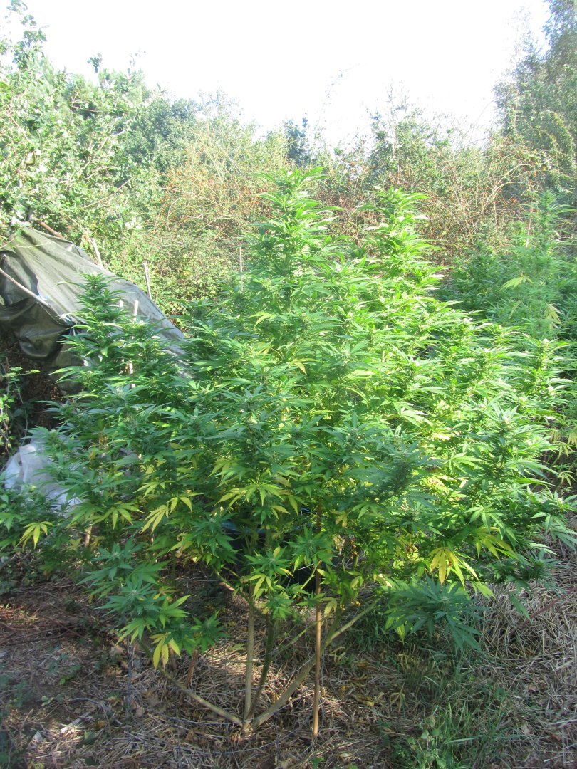 https://www.cannaweed.com/uploads/monthly_2022_09/485744412_6-LOGC.JPG.d2df01bbf3246175767bd4b355386436.JPG