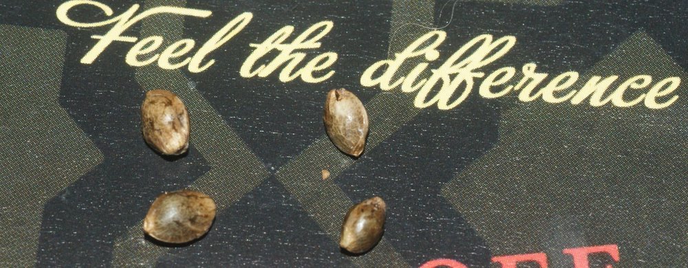 DSC08530.JPG