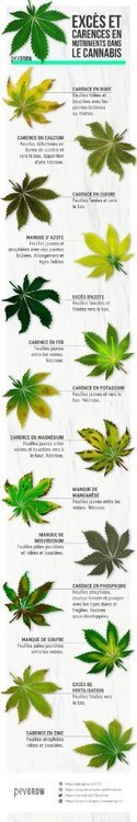 exces-carences-nutriments-cannabis.thumb.jpg.e6490fc8bad7aad7a847168876df1713.jpg