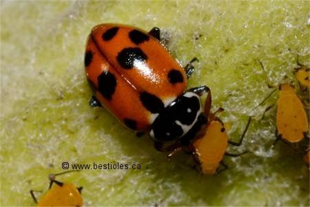 hippodamia-convergens.jpg.55caac4910a5618daf833cb731790df0.jpg
