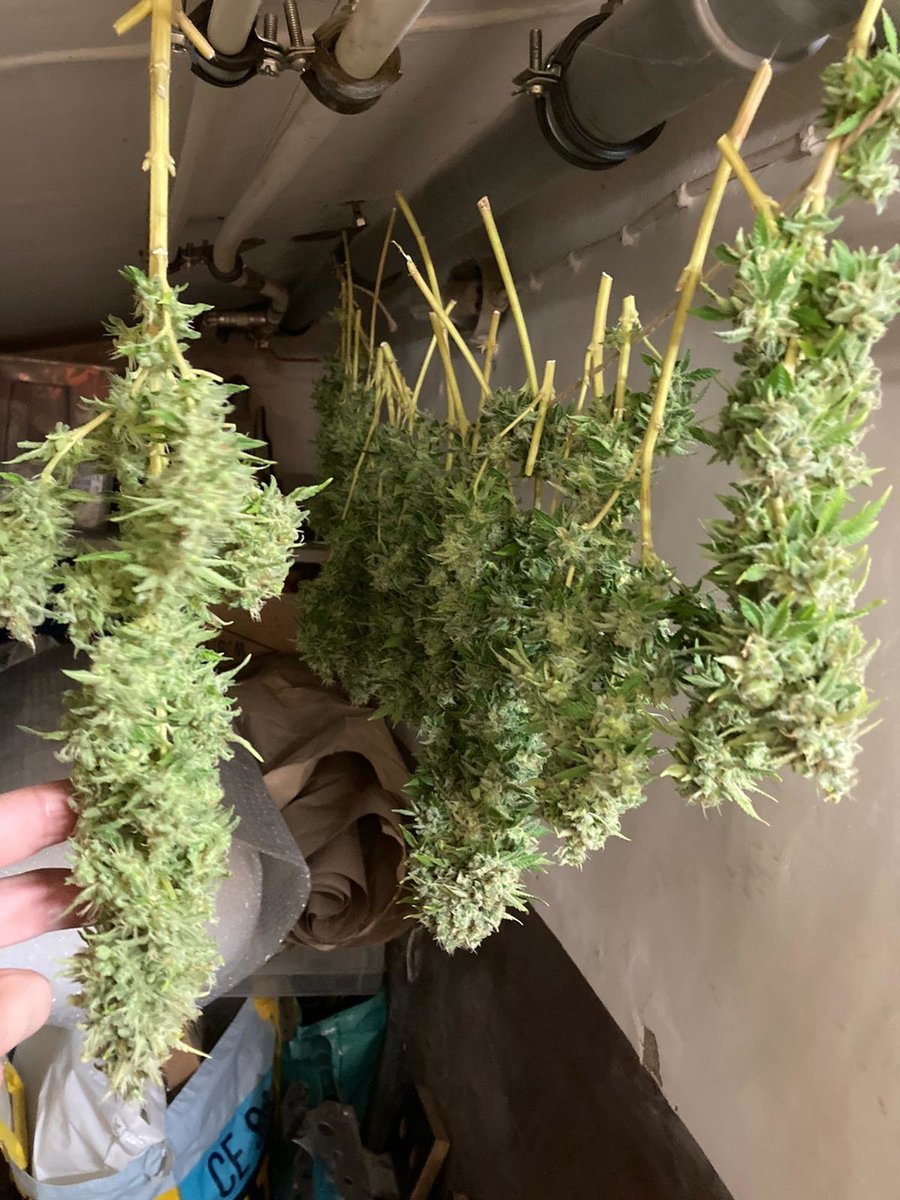 Sativa 2020