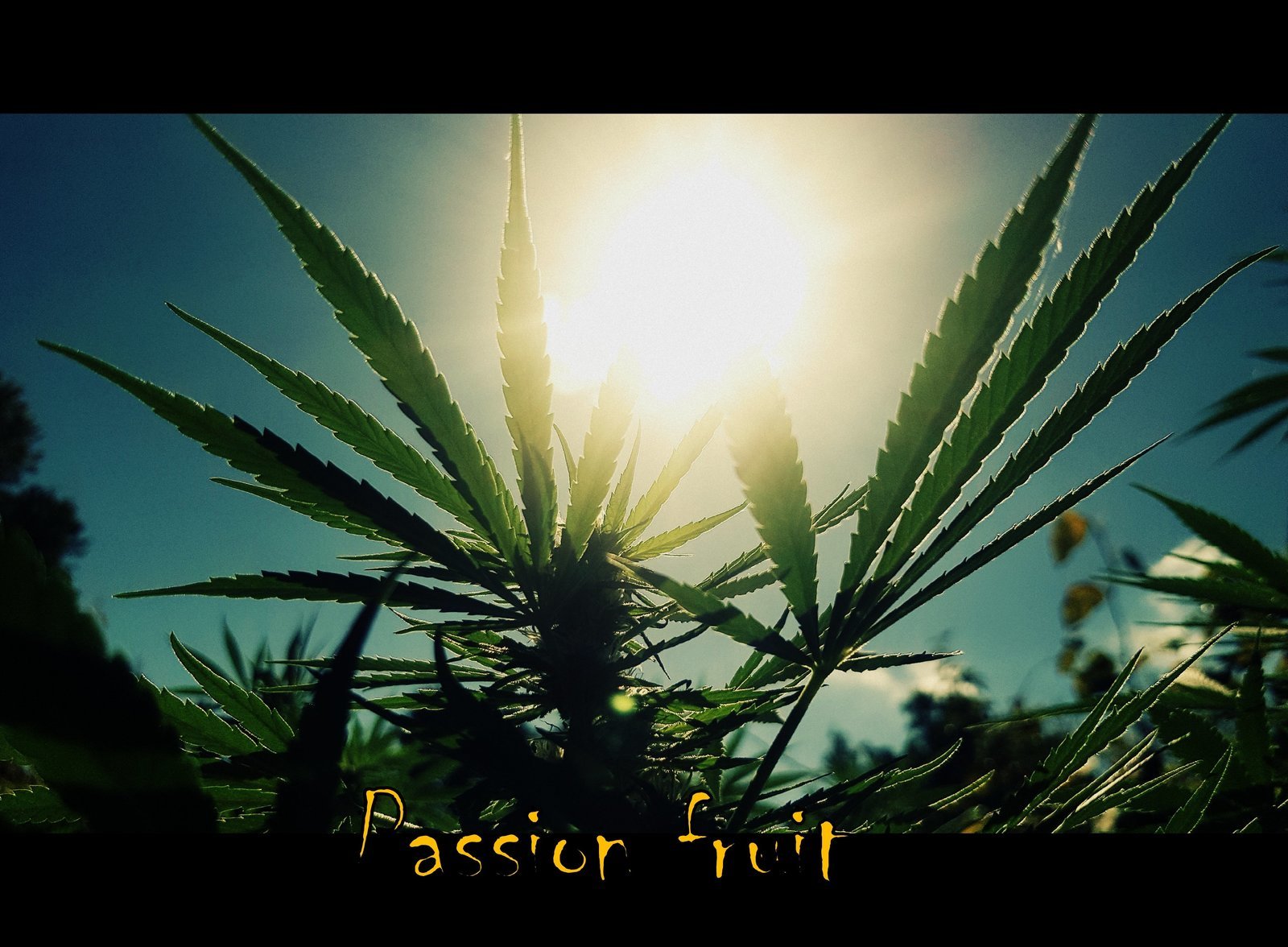 22. Passion fruit / Dutch Passion