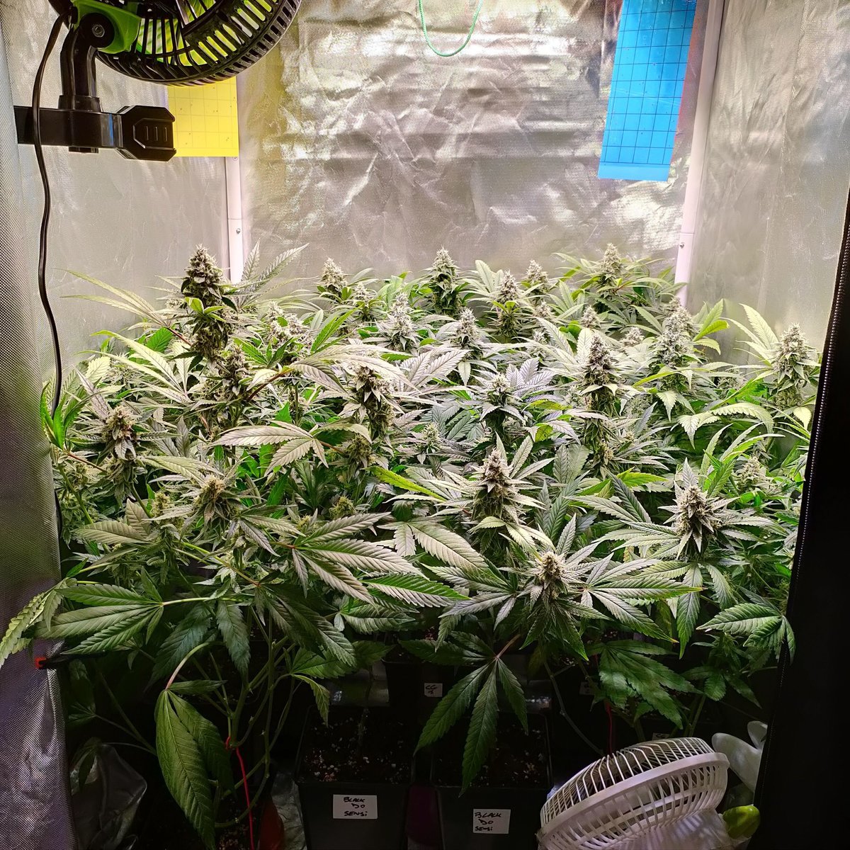Box 80*80 Sanlight Q5W Gen2