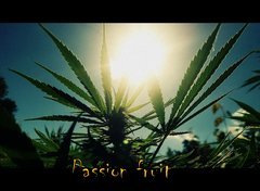 22. Passion fruit / Dutch Passion
