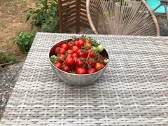Endless : 25 kilos/plant atteint