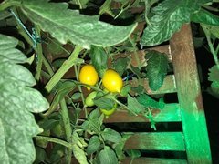 Tomates citron bio plantées un peu tardivement 24/04/22 jusqu'à 24/05/22 sous LED, mise en sol le 24/05/22