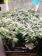 Box 80*80 Sanlight Q5W Gen2