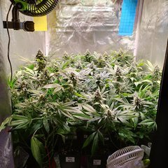 12/12 +40 Cookie Gelato (RQS) / Black Domina (Sensi Seed)