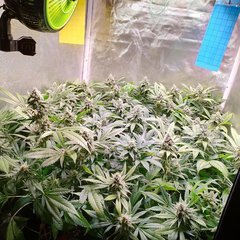 Compress_20220928_012036_6553.jpg
