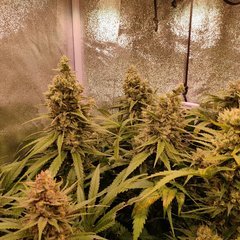 Bubble Gum (PEV) 12/12 +53