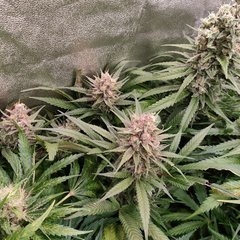 Strawbery Gum N°1 (Advanced Seed) 12/12 +53