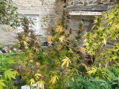 DSCN6533.JPG