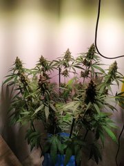IMG_20220906_191044.jpg