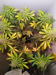 IMG_20220916_161239.jpg