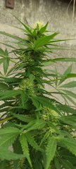 Og kush white label outdoor serre