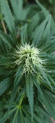 Og kush white label outdoor serre