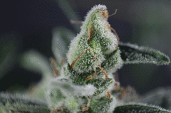 macroGIF Honey Melon Haze