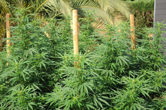 ananas funk outdoor 2022