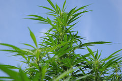 ananas funk outdoor 2022
