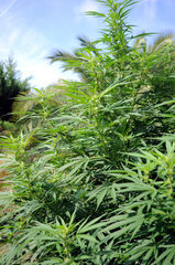 ananas funk outdoor 2022
