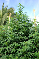 ananas funk outdoor 2022