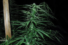 ananas funk outdoor 2022