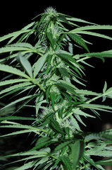 ananas funk outdoor 2022