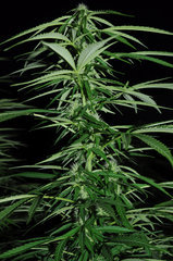 ananas funk outdoor 2022