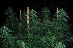 ananas funk outdoor 2022