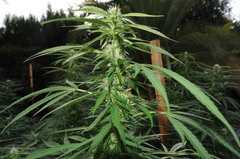 ananas funk outdoor 2022