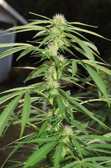 ananas funk outdoor 2022